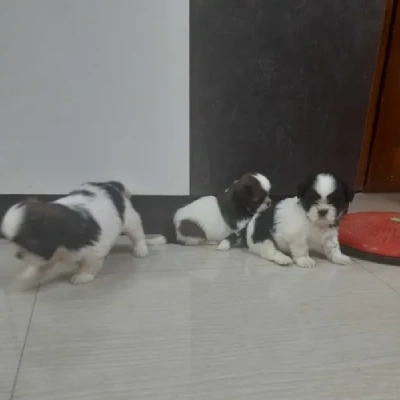 Shih Tzu puppies for sale in Visakhapatnam
