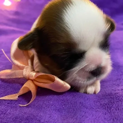 Shih Tzu puppies for sale in Jaipur