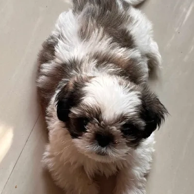 Shih Tzu puppies for sale in Visakhapatnam