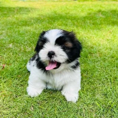 Shih Tzu puppies for sale in Vijayawada