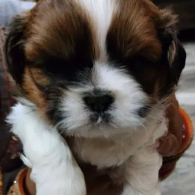Shih Tzu puppies for sale in Visakhapatnam