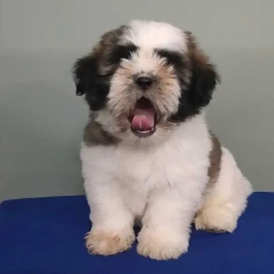 Shih Tzu puppies for sale in Visakhapatnam