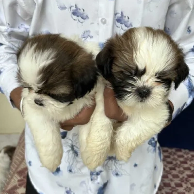 Shih Tzu puppies for sale in Visakhapatnam