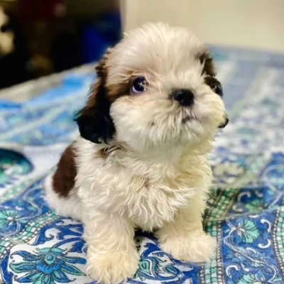 Shih Tzu puppies for sale in Visakhapatnam