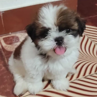 Shih Tzu puppies for sale in Visakhapatnam