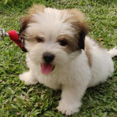 Shih Tzu puppies for sale in Visakhapatnam