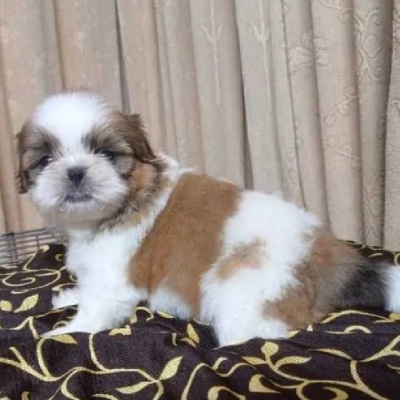 Shih Tzu puppies for sale in Jaipur