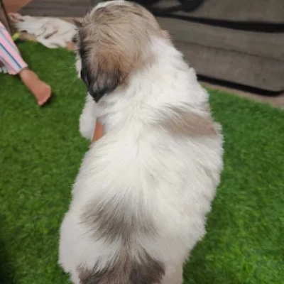 Shih Tzu puppies for sale in Jaipur
