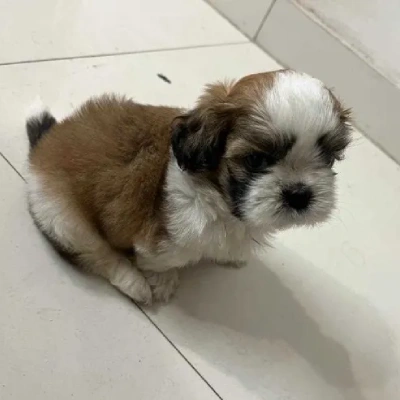 Shih Tzu puppies for sale in Visakhapatnam