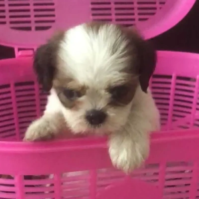 Shih Tzu puppies for sale in Visakhapatnam