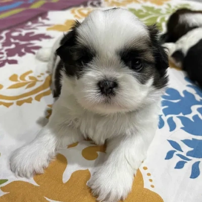 Shih Tzu puppies for sale in Visakhapatnam