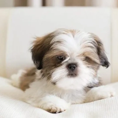 Shih Tzu puppies for sale in Ajmer