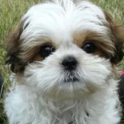 Shih Tzu puppies for sale in Ajmer