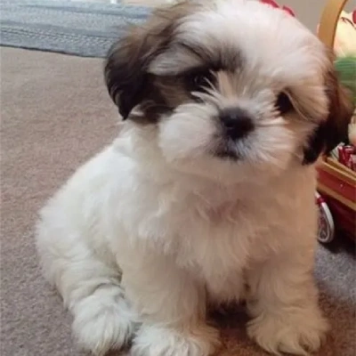 Shih Tzu puppies for sale in Jaipur