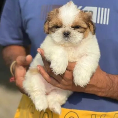 Shih Tzu puppies for sale in Jaipur