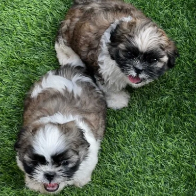 Shih Tzu puppies for sale in Udaipur