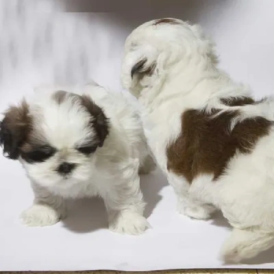 Shih Tzu puppies for sale in Ajmer
