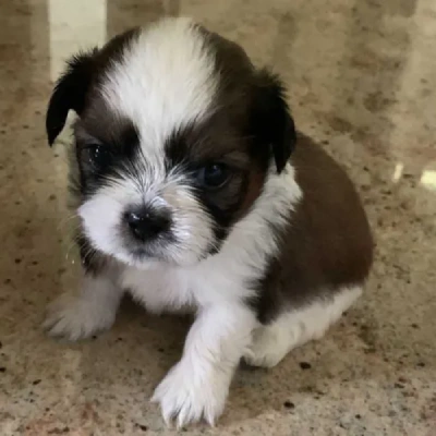 Shih Tzu puppies for sale in Visakhapatnam