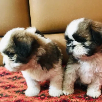 Shih Tzu puppies for sale in Jaipur