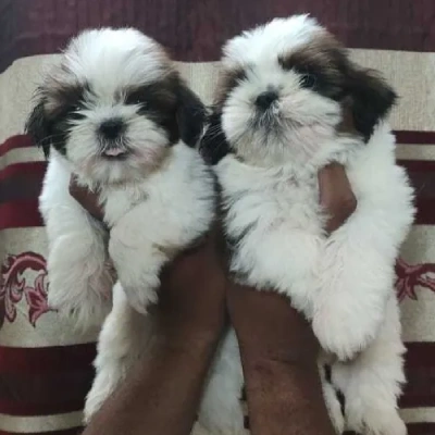Shih Tzu puppies for sale in Jodhpur