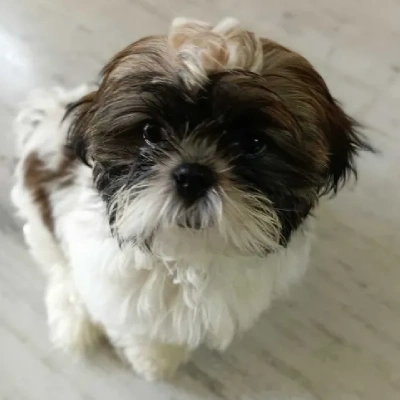 Shih Tzu puppies for sale in Visakhapatnam