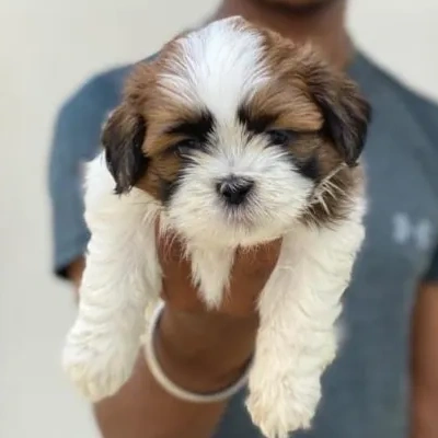 Shih Tzu puppies for sale in Visakhapatnam