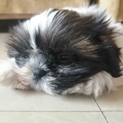 Shih Tzu puppies for sale in Ajmer