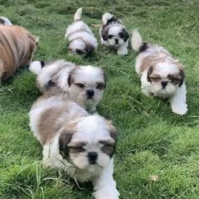 Shih Tzu puppies for sale in Visakhapatnam