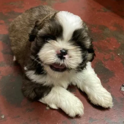 Shih Tzu puppies for sale in Jaipur