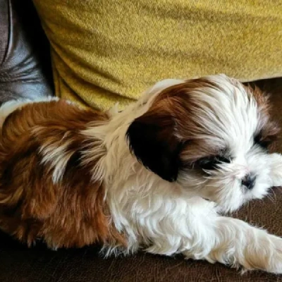 Shih Tzu puppies for sale in Ajmer