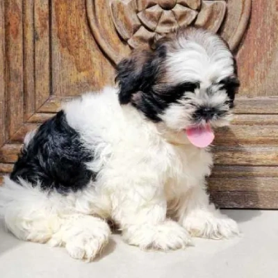 Shih Tzu puppies for sale in Jaipur