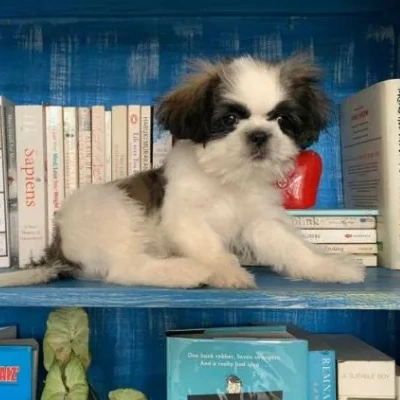 Shih Tzu puppies for sale in Jaipur