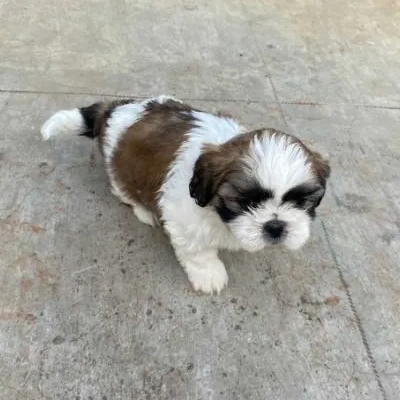 Shih Tzu puppies for sale in Jaipur