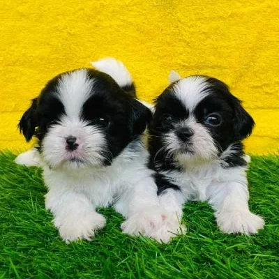 Shih Tzu puppies for sale in Visakhapatnam