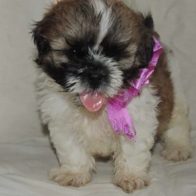 Shih Tzu puppies for sale in Visakhapatnam