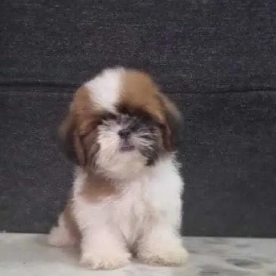 Shih Tzu puppies for sale in Jaipur