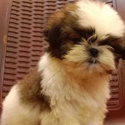Shih Tzu puppies for sale in Jaipur