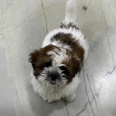 Shih Tzu puppies for sale in Visakhapatnam