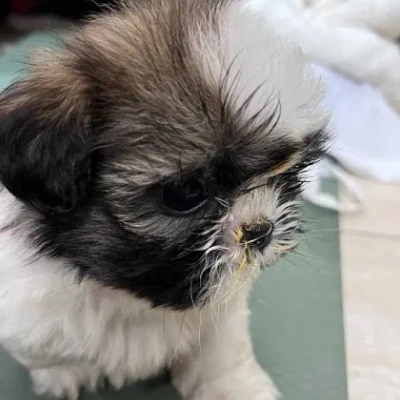 Shih Tzu puppies for sale in Jaipur