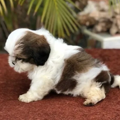 Shih Tzu puppies for sale in Jaipur