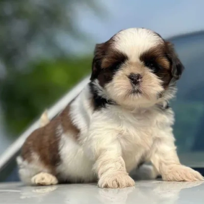 Shih Tzu puppies for sale in Bikaner