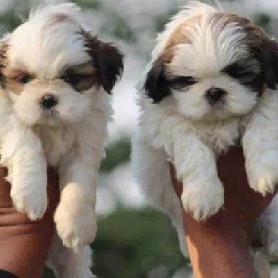 Shih Tzu puppies for sale in Visakhapatnam