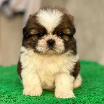 Shih Tzu puppies for sale in Visakhapatnam
