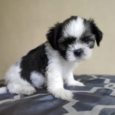 Shih Tzu puppies for sale in Visakhapatnam
