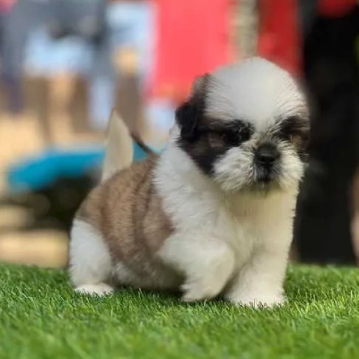 Shih Tzu puppies for sale in Ajmer