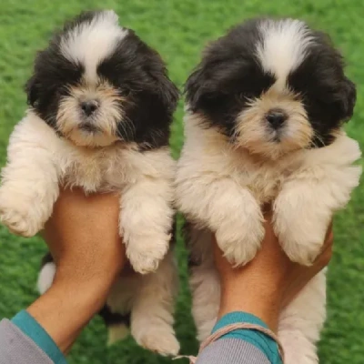 Shih Tzu puppies for sale in Visakhapatnam
