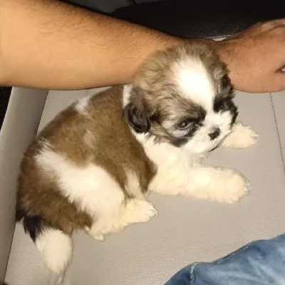 Shih Tzu puppies for sale in Visakhapatnam