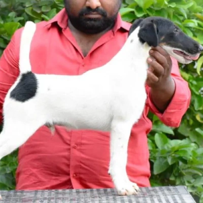 Smooth Fox Terrier puppies for sale in Ajmer