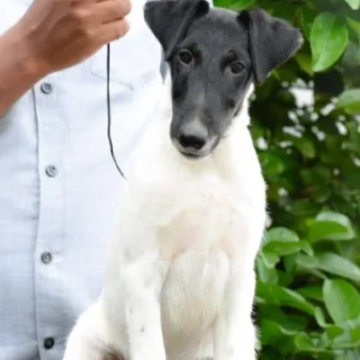 Smooth Fox Terrier puppies for sale in Ajmer
