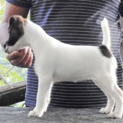 Smooth Fox Terrier puppies for sale in Ajmer